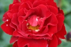 Trosroos (Rosa 'Nina Weibull') -Tuinplanten Winkel rosa nina weibull 2