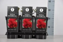 Trosroos (Rosa 'Nina Weibull') -Tuinplanten Winkel rosa nina weibull in de winter