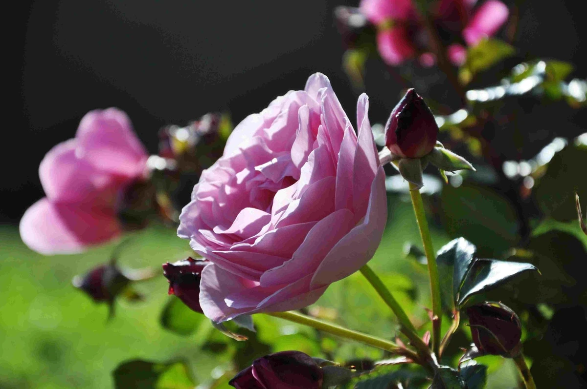 Klimroos (Rosa 'Our Last Summer') 3 Klimroos (Rosa 'Our Last Summer')