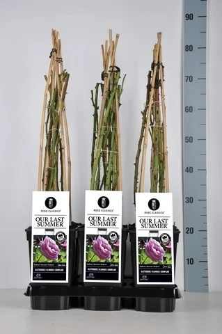 Klimroos (Rosa 'Our Last Summer') 4 Klimroos (Rosa 'Our Last Summer') - Afbeelding 2