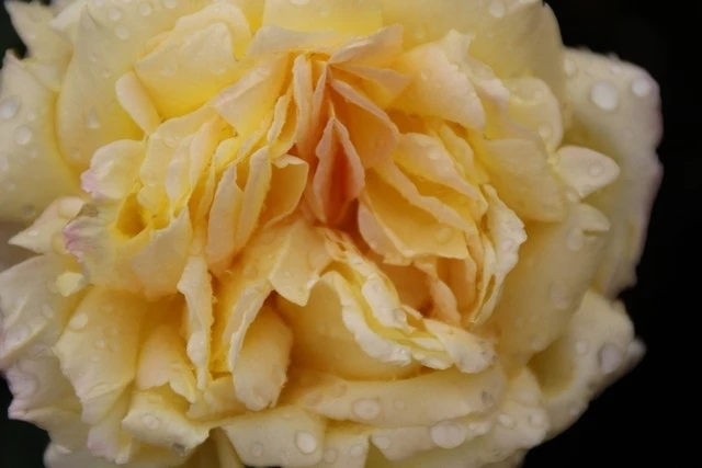 Grootbloemige Roos (Rosa 'Peace' (Gloria Dei) 3 Grootbloemige Roos (Rosa 'Peace' (Gloria Dei)