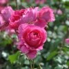 Klimroos (Rosa 'Pink Cloud') -Tuinplanten Winkel rosa pink cloud