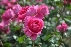 Klimroos (Rosa 'Pink Cloud')