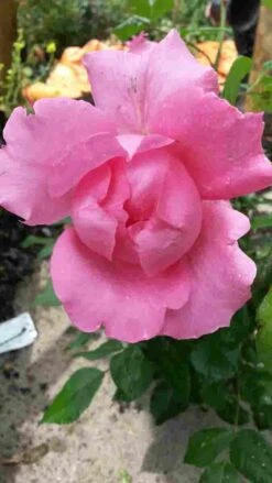 Klimroos (Rosa 'Pink Cloud') -Tuinplanten Winkel rosa pink cloud 1
