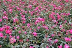 Klimroos (Rosa 'Pink Cloud') -Tuinplanten Winkel rosa pink cloud 3 1