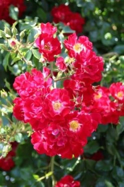 Stamroos (Rosa 'Rambling Rosie') -Tuinplanten Winkel rosa rambling rosie 1