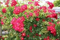 Stamroos (Rosa 'Rambling Rosie') -Tuinplanten Winkel rosa rambling rosie 2 1