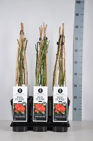 Klimroos (Rosa 'Red Flame') 4 Klimroos (Rosa 'Red Flame') - Afbeelding 2