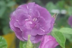 Roos (Rosa 'Rhapsody In Blue') -Tuinplanten Winkel rosa rhapsody in blue 1 2 1