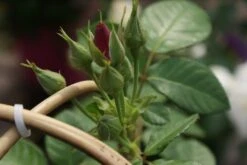 Roos (Rosa 'Rhapsody In Blue') -Tuinplanten Winkel rosa rhapsody in blue 1 3