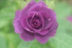 Roos (Rosa 'Rhapsody In Blue') -Tuinplanten Winkel rosa rhapsody in blue 2 2 1