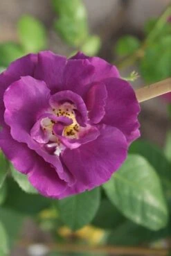 Roos (Rosa 'Rhapsody In Blue') -Tuinplanten Winkel rosa rhapsody in blue 3 2