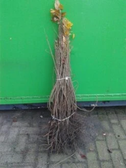 Rimpelroos (Rosa Rugosa) 13 Rimpelroos (Rosa Rugosa) -Tuinplanten Winkel rosa rugosa