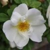 Ondoordringbare Haag, Laag 2 Ondoordringbare Haag, Laag -Tuinplanten Winkel rosa rugosa alba 1