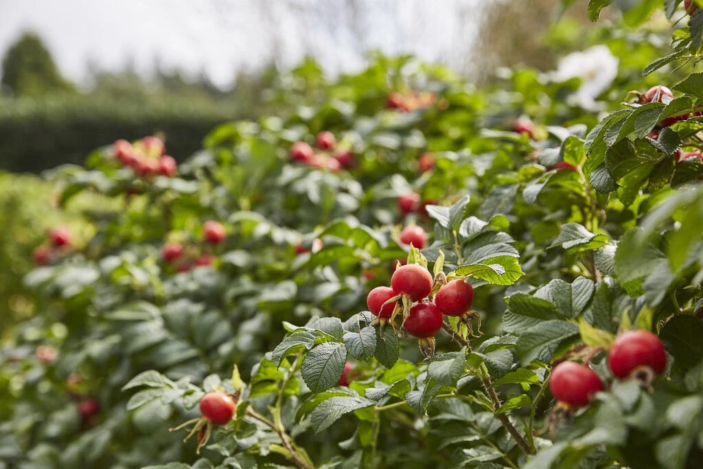 Lage Ondoordringbare Haag, Volle Grond 3 Lage Ondoordringbare Haag, Volle Grond