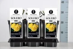 Bodembedekkende Roos (Rosa 'Solero') -Tuinplanten Winkel rosa solero in de winter