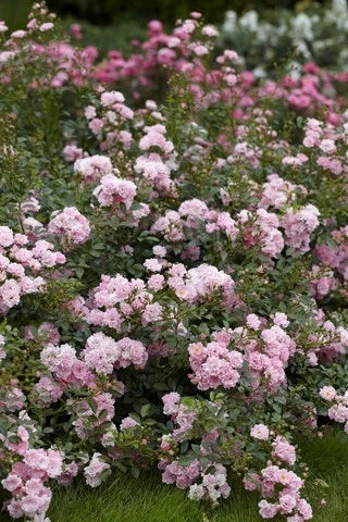 Bodembedekkende Roos (Rosa 'The Fairy') 7 Bodembedekkende Roos (Rosa 'The Fairy') - Afbeelding 5