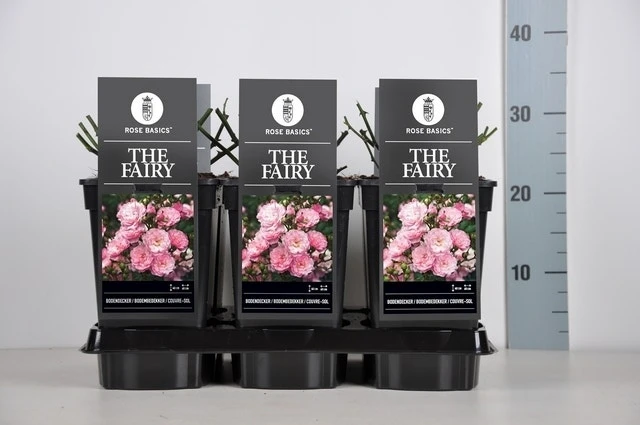 Bodembedekkende Roos (Rosa 'The Fairy') 8 Bodembedekkende Roos (Rosa 'The Fairy') - Afbeelding 6