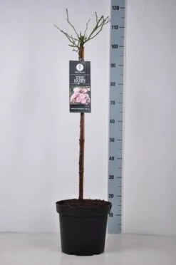 Stamroos (Rosa 'The Fairy') -Tuinplanten Winkel rosa thefairy stam70 kaal
