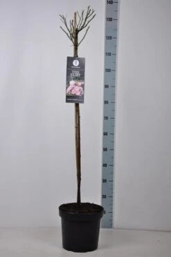 Stamroos (Rosa 'The Fairy') -Tuinplanten Winkel rosa thefairy stam90 kaal