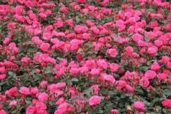 Trosroos (Rosa 'Ville De Roeulx') -Tuinplanten Winkel rosa ville de roeulx 2