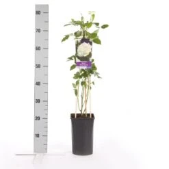 Klimroos (Rosa 'White Climber') -Tuinplanten Winkel rosa white climber