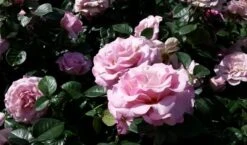 Grootbloemige Roos (Rosa 'Blue Girl') 8 Grootbloemige Roos (Rosa 'Blue Girl') -Tuinplanten Winkel rosabluegirl01