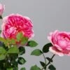 Engelse Roos (Rosa 'Boscobel') -Tuinplanten Winkel rosaboscobel01