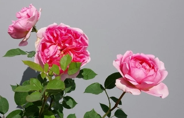 Engelse Roos (Rosa 'Boscobel') 3 Engelse Roos (Rosa 'Boscobel')