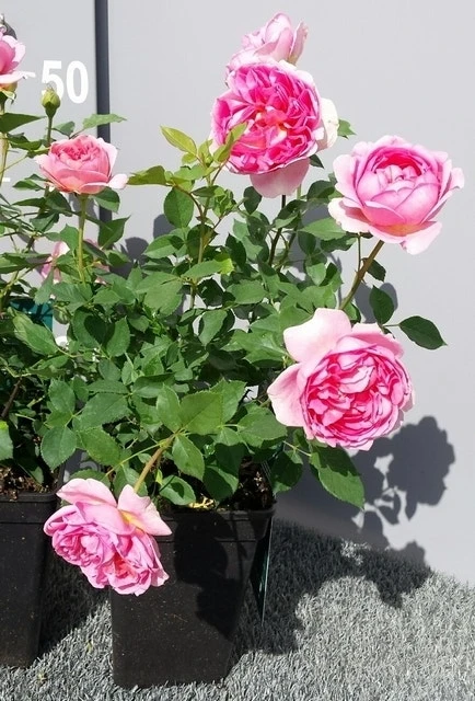 Engelse Roos (Rosa 'Boscobel') 5 Engelse Roos (Rosa 'Boscobel') - Afbeelding 3