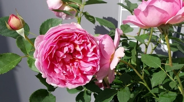 Engelse Roos (Rosa 'Boscobel') 4 Engelse Roos (Rosa 'Boscobel') - Afbeelding 2