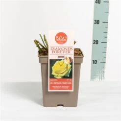 Grootbloemige Roos (Rosa 'Diamonds Forever') -Tuinplanten Winkel rosadiamondsforever03