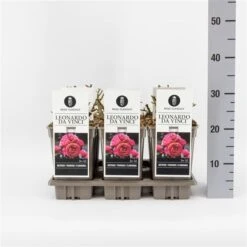 Trosroos (Rosa 'Leonardo Da Vinci') -Tuinplanten Winkel rosaleonardodavinci03