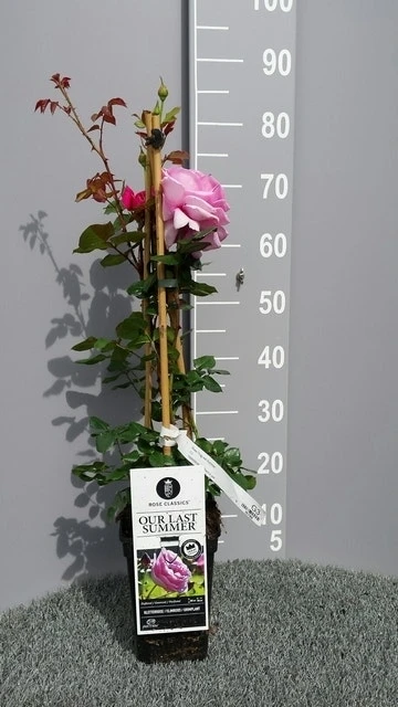 Klimroos (Rosa 'Our Last Summer') 5 Klimroos (Rosa 'Our Last Summer') - Afbeelding 3