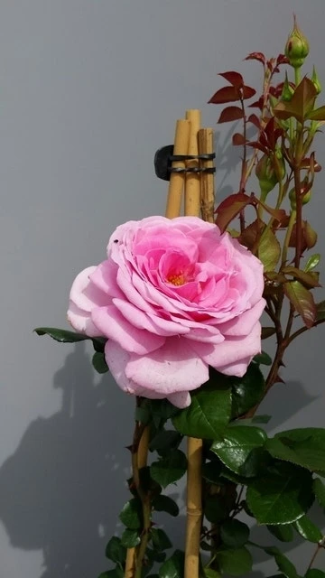 Klimroos (Rosa 'Our Last Summer') 6 Klimroos (Rosa 'Our Last Summer') - Afbeelding 4