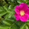 Rimpelroos (Rosa Rugosa) -Tuinplanten Winkel rosarugosav01