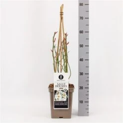 Roos (Rosa 'Sally Holmes') -Tuinplanten Winkel rosasallyholmes01