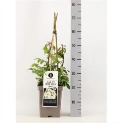 Roos (Rosa 'Sally Holmes') -Tuinplanten Winkel rosasallyholmes02