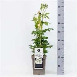 Roos (Rosa 'Sally Holmes') -Tuinplanten Winkel rosasallyholmes04