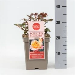 Roos (Rosa 'Scented Memory') -Tuinplanten Winkel rosascentedmemory02