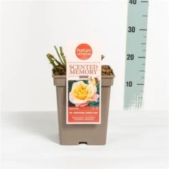 Roos (Rosa 'Scented Memory') -Tuinplanten Winkel rosascentedmemory03