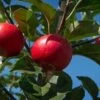 Appelboom (Malus Domestica 'Rosette') -Tuinplanten Winkel rosette