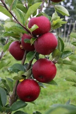 Appelboom (Malus Domestica 'Rosette') -Tuinplanten Winkel rosette vruchten