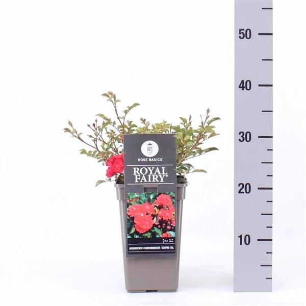 Bodembedekkende Roos (Rosa 'Royal Fairy') 3 Bodembedekkende Roos (Rosa 'Royal Fairy')