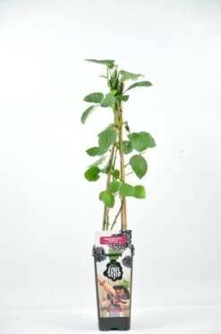 Braam (Rubus Fruticosa 'Himalaya') -Tuinplanten Winkel rubus frut. himalaya rp2l zwarte braam gedoornd