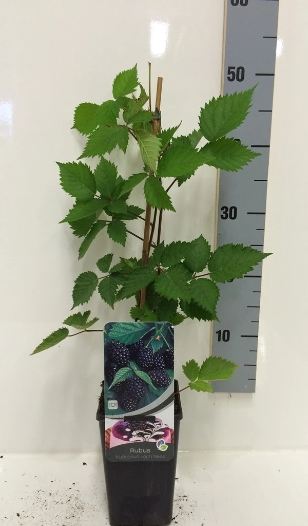 Braam (Rubus Fruticosa 'Loch Ness') 3 Braam (Rubus Fruticosa 'Loch Ness')