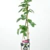 Braam (Rubus Frut. 'Triple Crown') -Tuinplanten Winkel rubus frut. triple crown rp2l zwarte braam