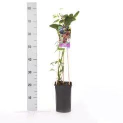 Braam (Rubus Fruticosa 'Himalaya') -Tuinplanten Winkel rubus himalaya