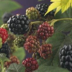 Braam (Rubus Fruticosa 'Himalaya') -Tuinplanten Winkel rubus himalaya 2