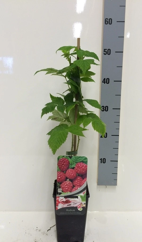 Framboos (Rubus Idaeus 'Autumn Bliss') 6 Framboos (Rubus Idaeus 'Autumn Bliss') - Afbeelding 4